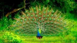 Peacock in Bundala National park