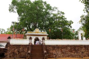 sri maha bodhiya- Anuradhapura