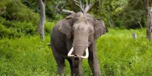 wild elephant in willapaththu