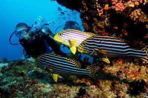 scuba diving and Snorkeling