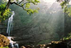 Discover Sri Lankan Rain Forests